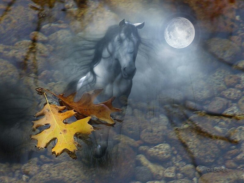 White Horse in Water — Gray