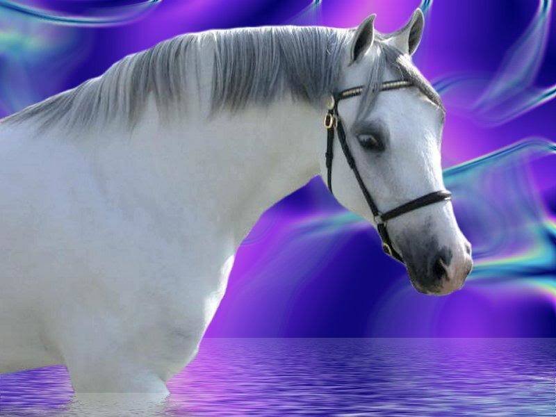 White Horse in Water — Purple