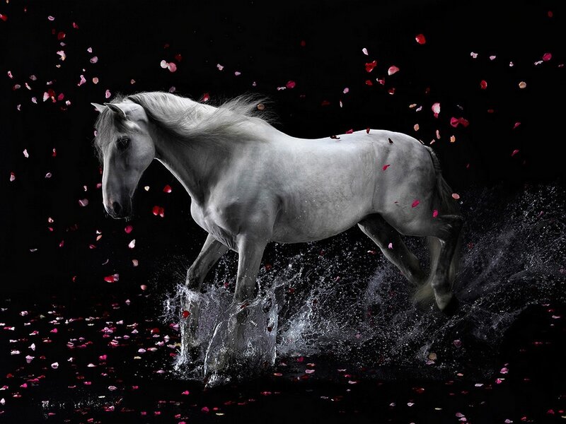 White horse in water with petals