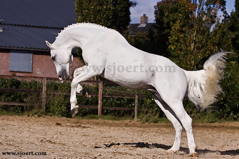 White Horse Jumping — Dynamic