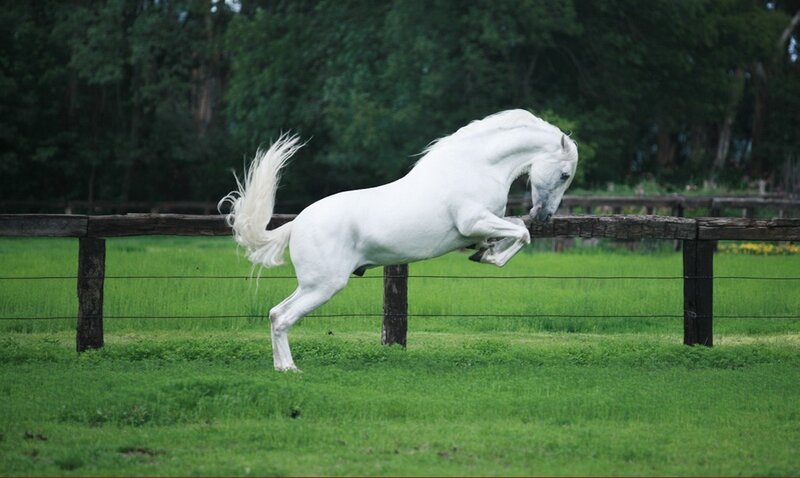 White Horse Jumping