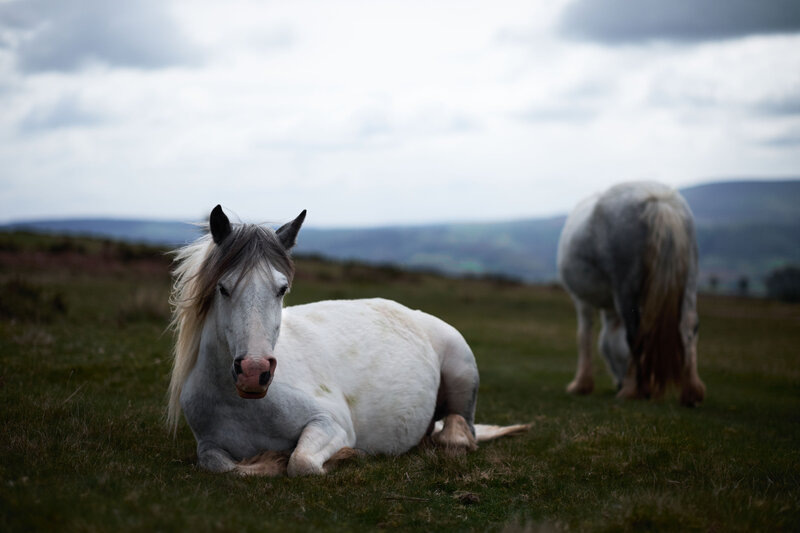 White Horse Lying Down — Green, Calm