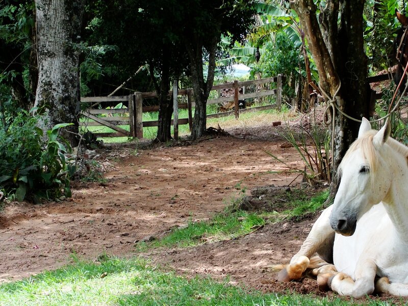 White Horse Lying Down