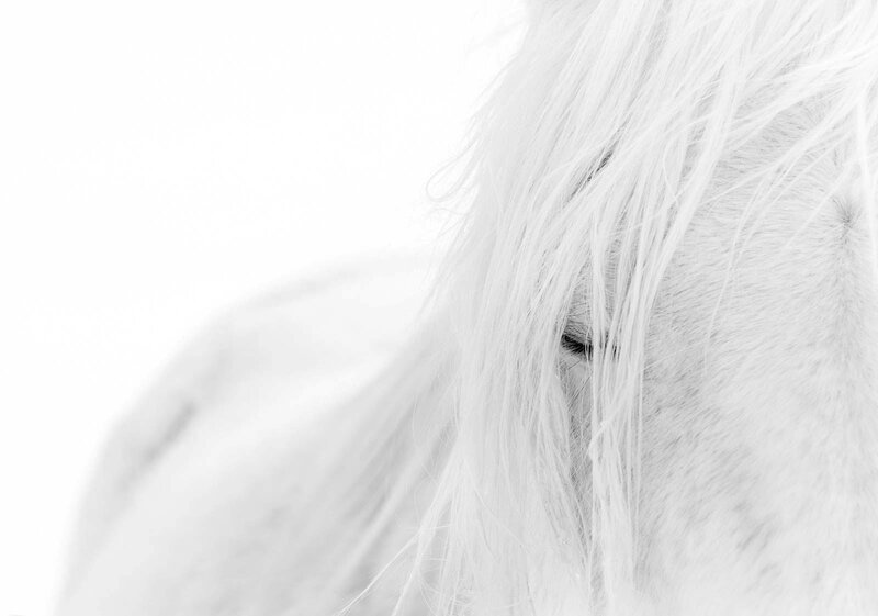 White Horse Mane