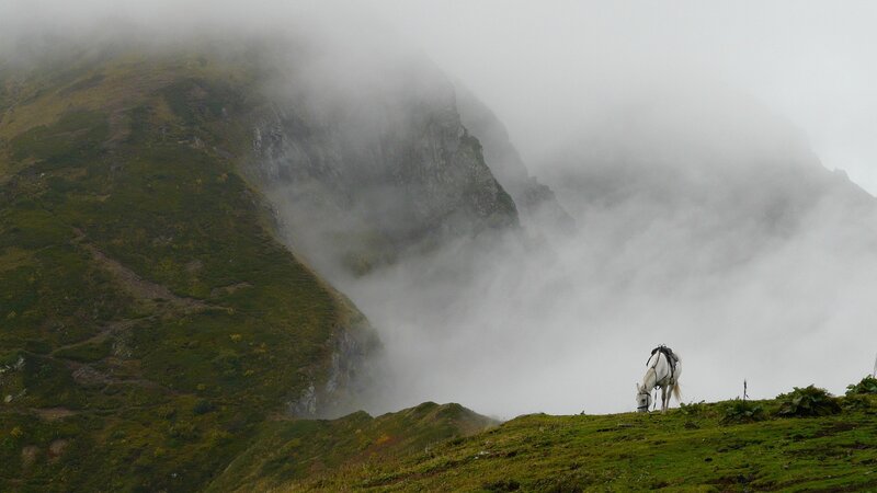 White horse on a foggy mountain