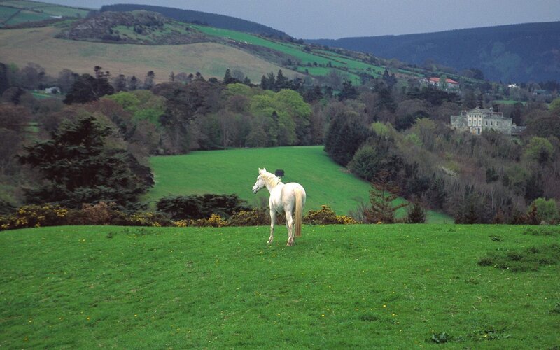 White horse on a green hill
