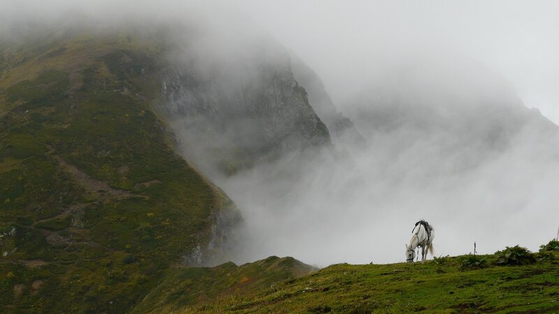 White horse on a misty mountain