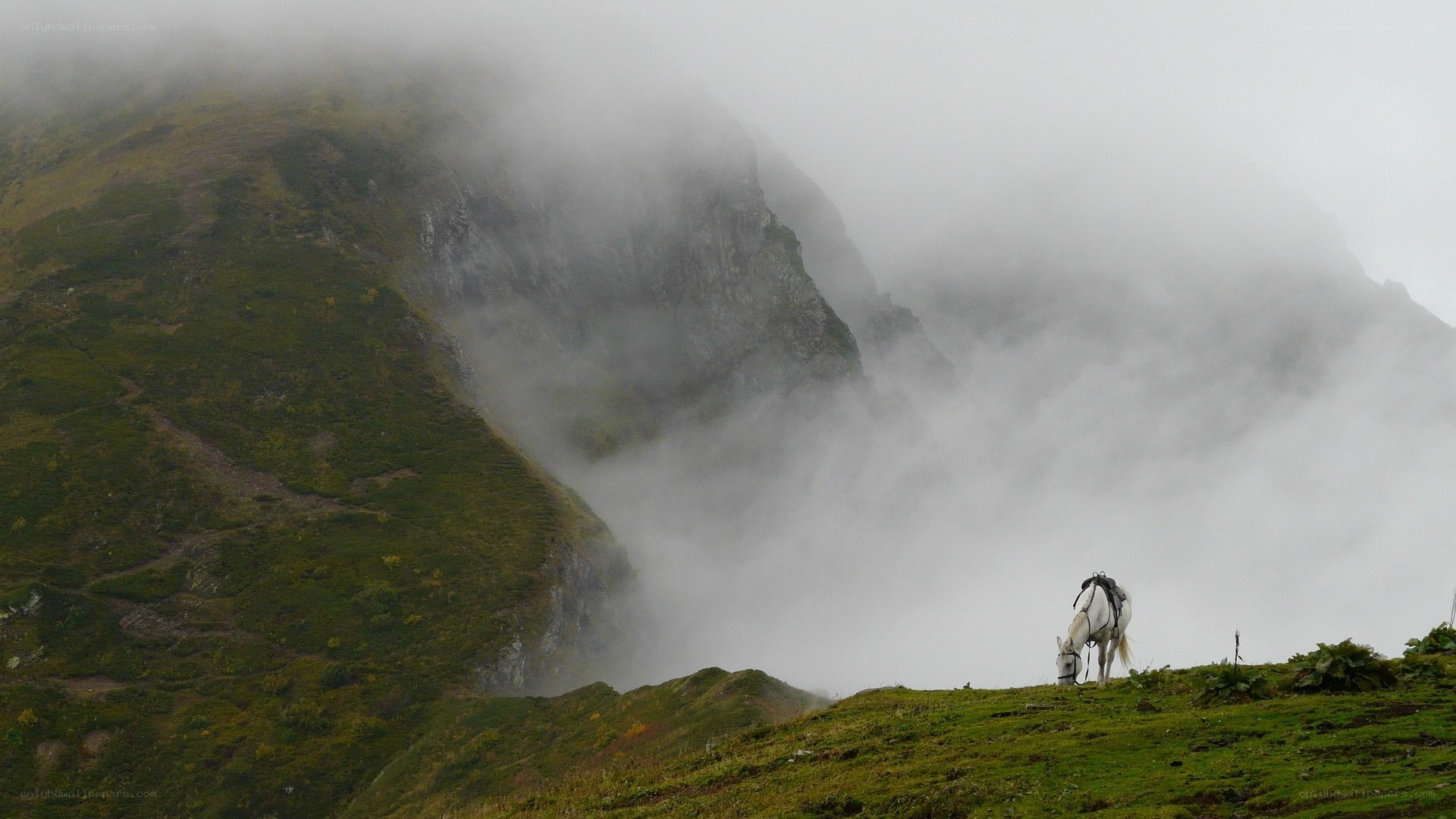 White horse on a misty mountain