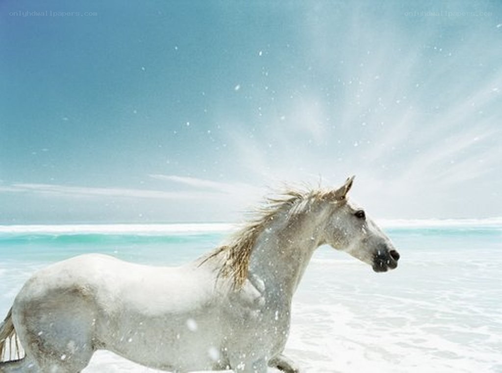 White horse on beach
