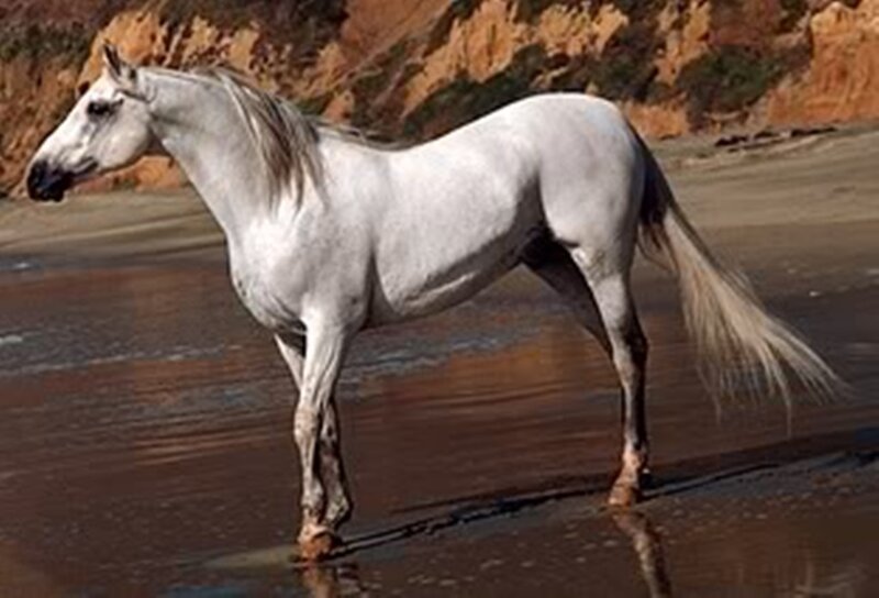 white horse on beach