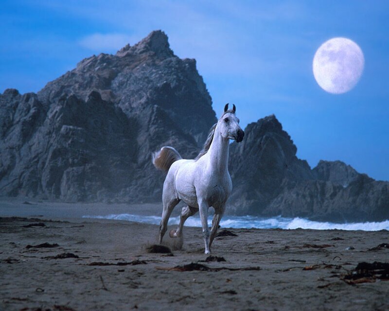 White horse on beach at night