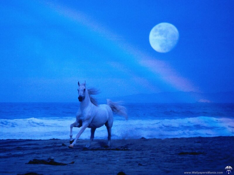 White horse on beach at night