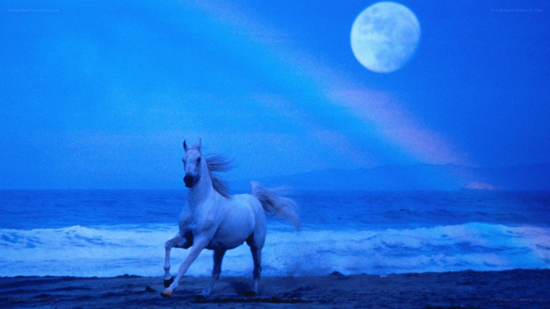 White horse on beach at night