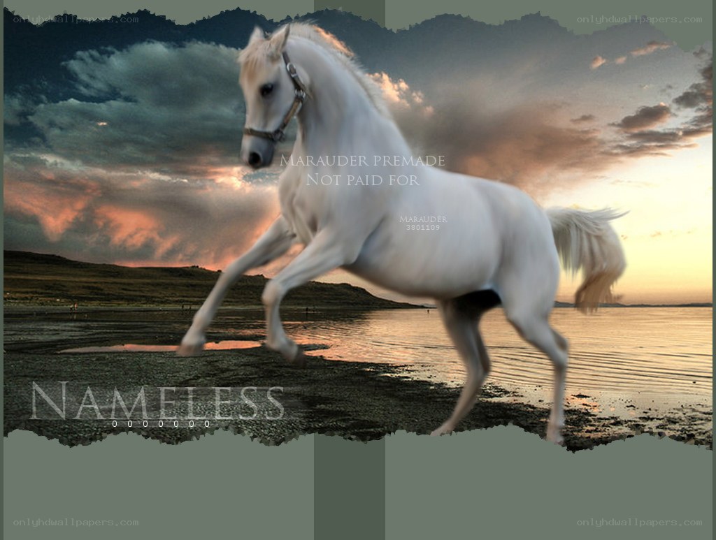 White horse on beach at sunset