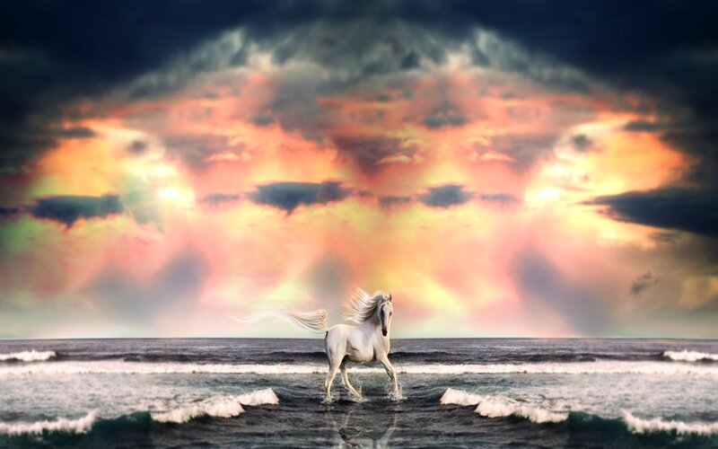 white horse on beach at sunset