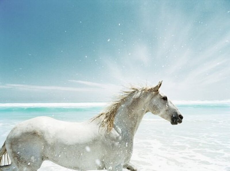 White Horse on Beach — Blue, Serene