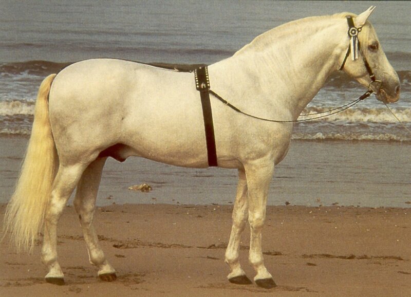 White Horse on Beach — Calm, Photograph