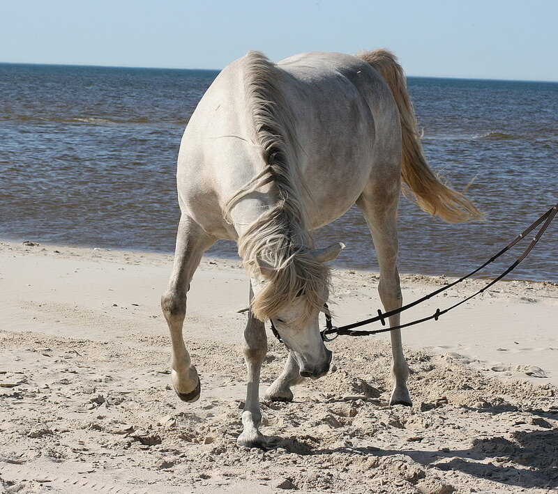 White Horse on Beach — Calm