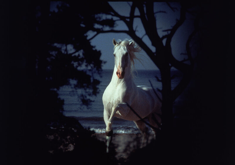White Horse on Beach — Dramatic