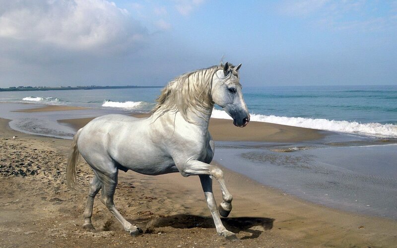 White Horse on Beach — Gray, Serene