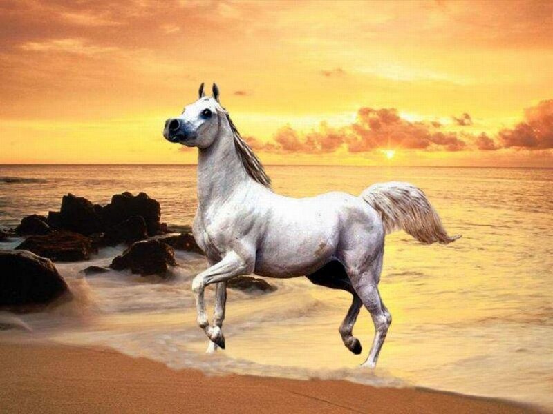 White Horse on Beach — Orange