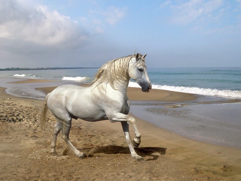 White Horse on Beach — Serene, Afternoon, Photograph, Ocean, Sand, Sky, Blue
