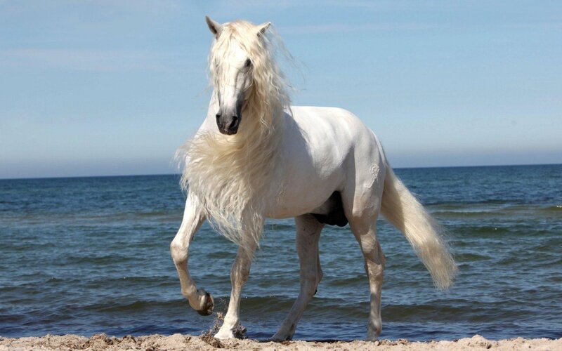 White Horse on Beach — Serene, Afternoon, Photograph, Ocean, Sand, Sky