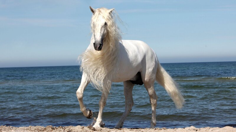 White Horse on Beach — Serene, Afternoon, Photograph, Ocean, Sand