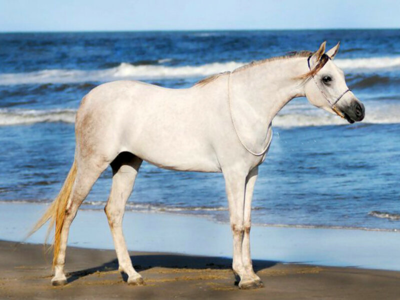 White Horse on Beach — Serene, Afternoon, Photograph, Ocean