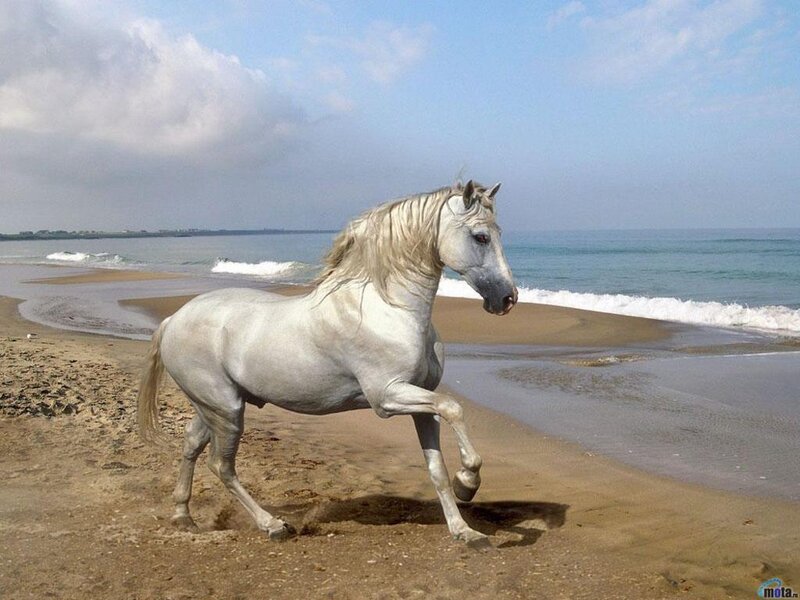 White Horse on Beach — Serene, Afternoon