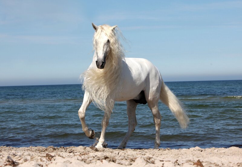 White Horse on Beach — Serene