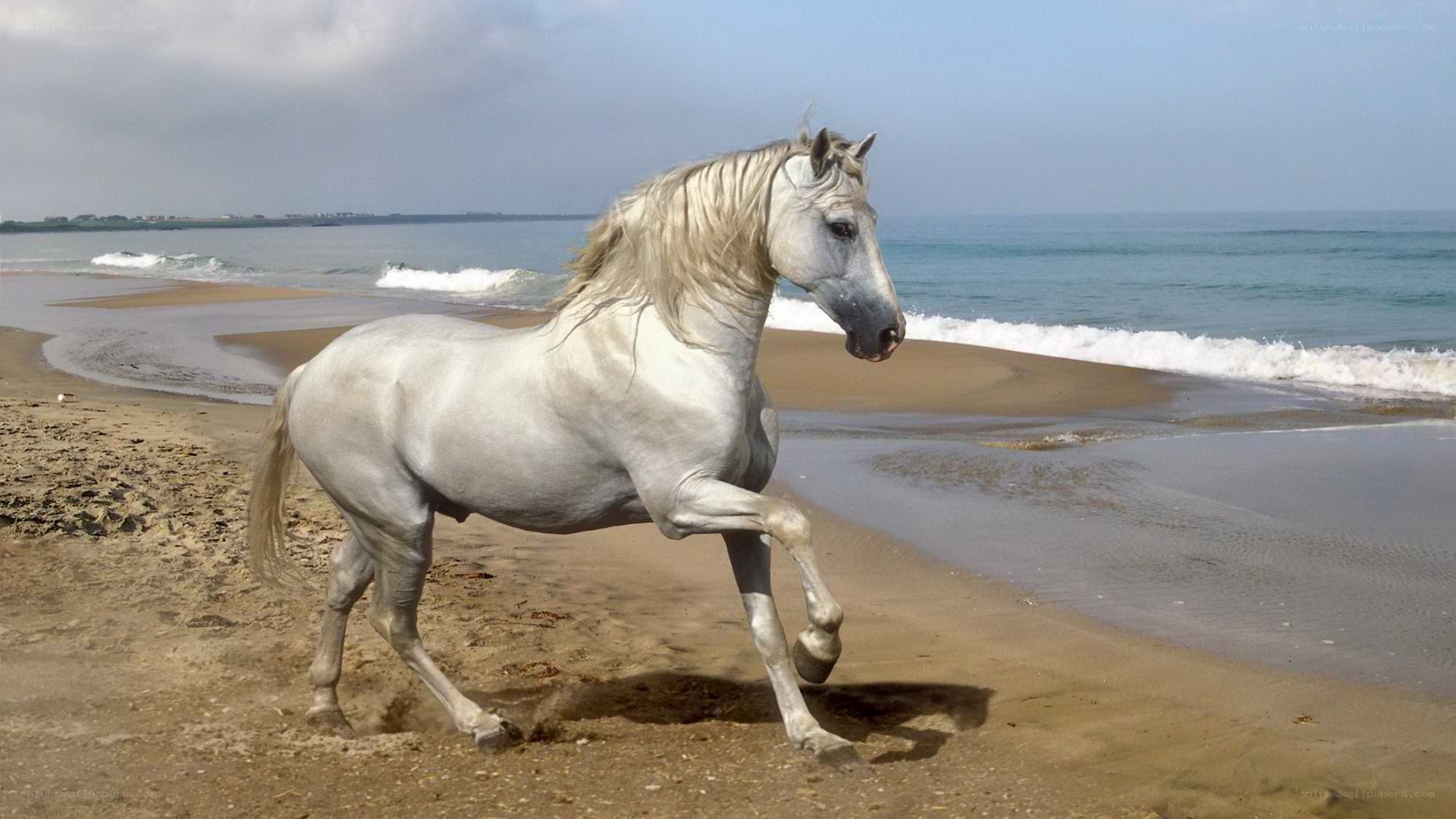 white horse on beach