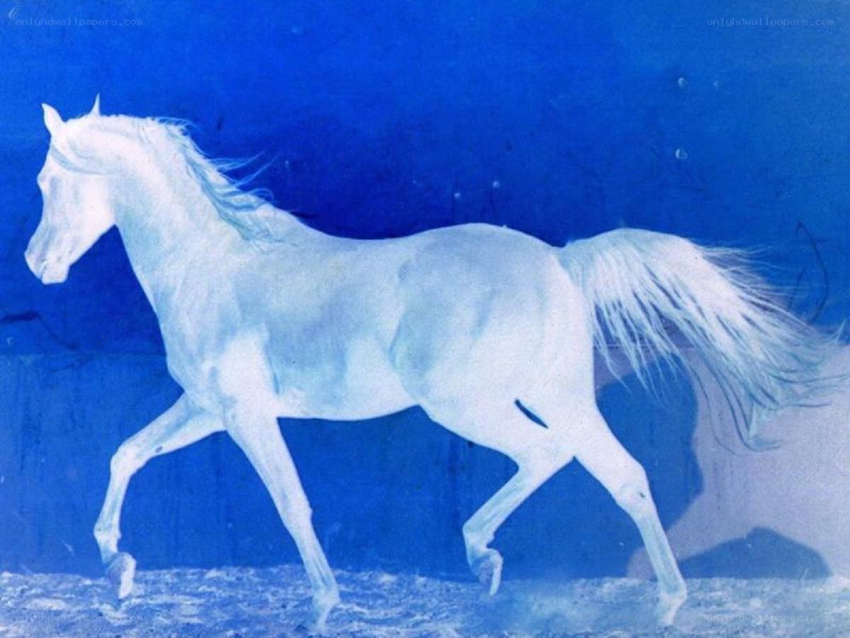 White horse on blue background