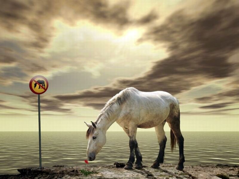 White Horse on Cliff — Gray