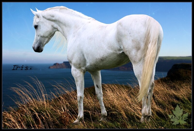 White Horse on Cliff