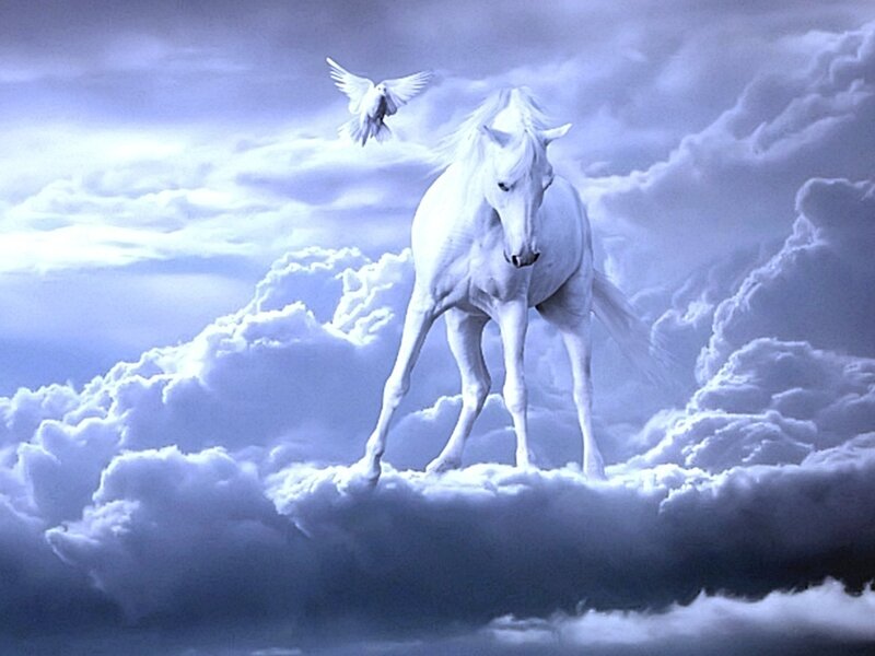 White Horse on Clouds — Serene