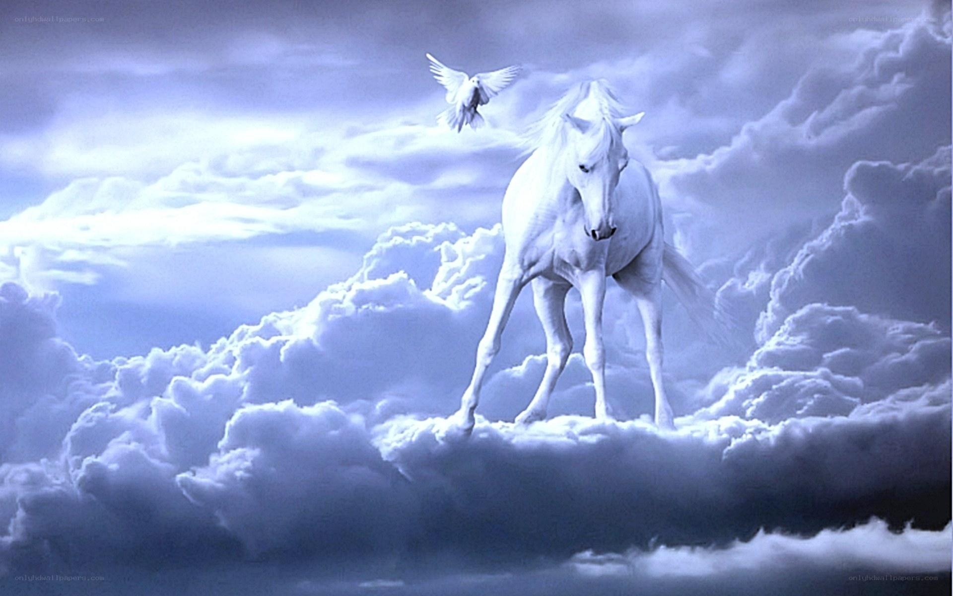 White horse on clouds