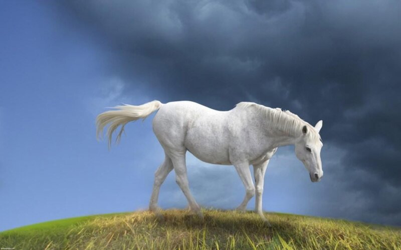 White Horse on Hill — Dramatic, Digital Art, Grass, Sky