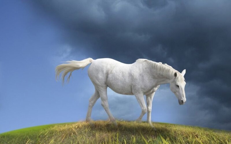 White Horse on Hill — Dramatic, Digital Art, Grass