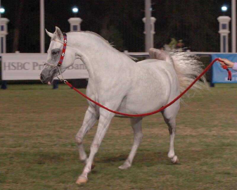 White Horse on Lead