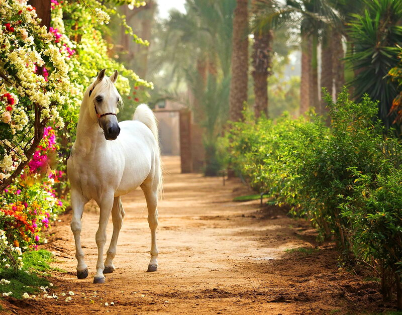 White Horse on Path