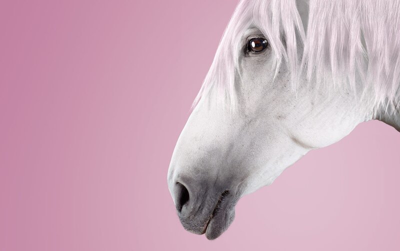 white horse on pink background