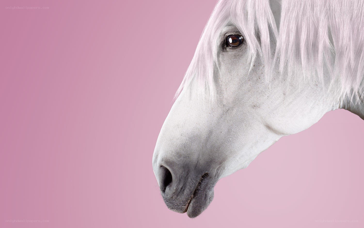 white horse on pink background