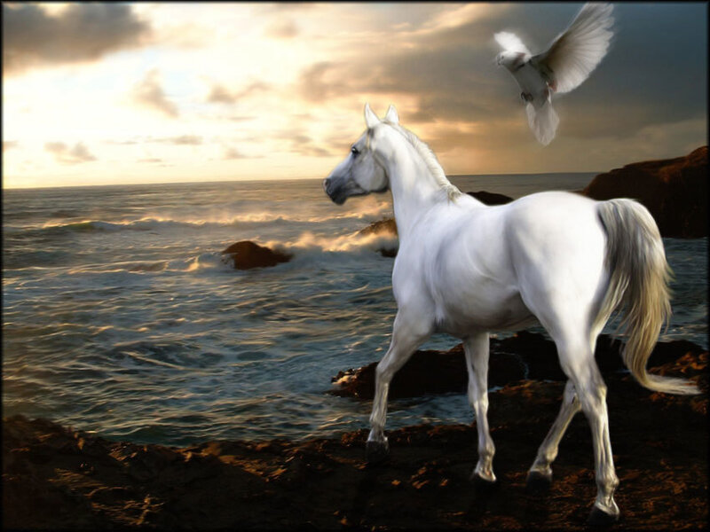 White Horse on Rocks