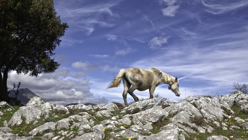 White horse on rocky hillside