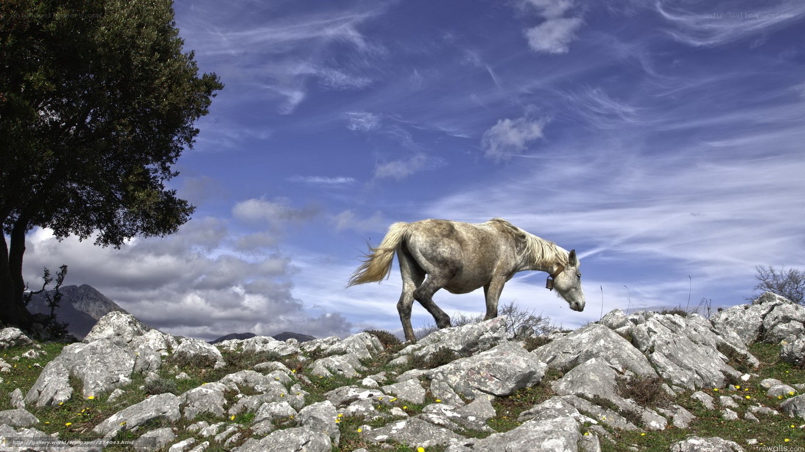White horse on rocky hillside