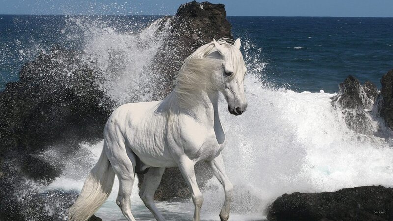 White horse on rocky shore