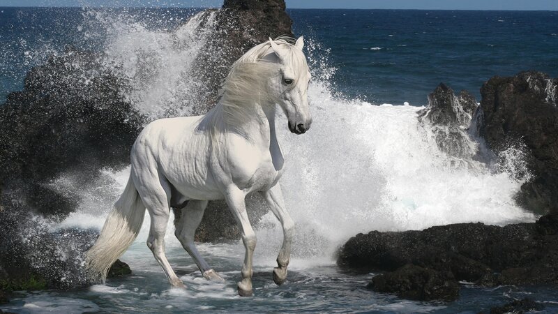 white horse on rocky shore