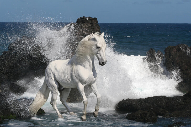White horse on rocky shore