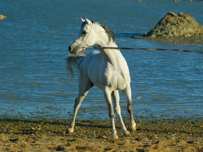 White Horse on Shore